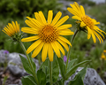 Arnica Flowers Organic