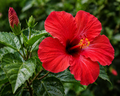 Hibiscus Flowers Organic