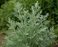 Wormwood Organic