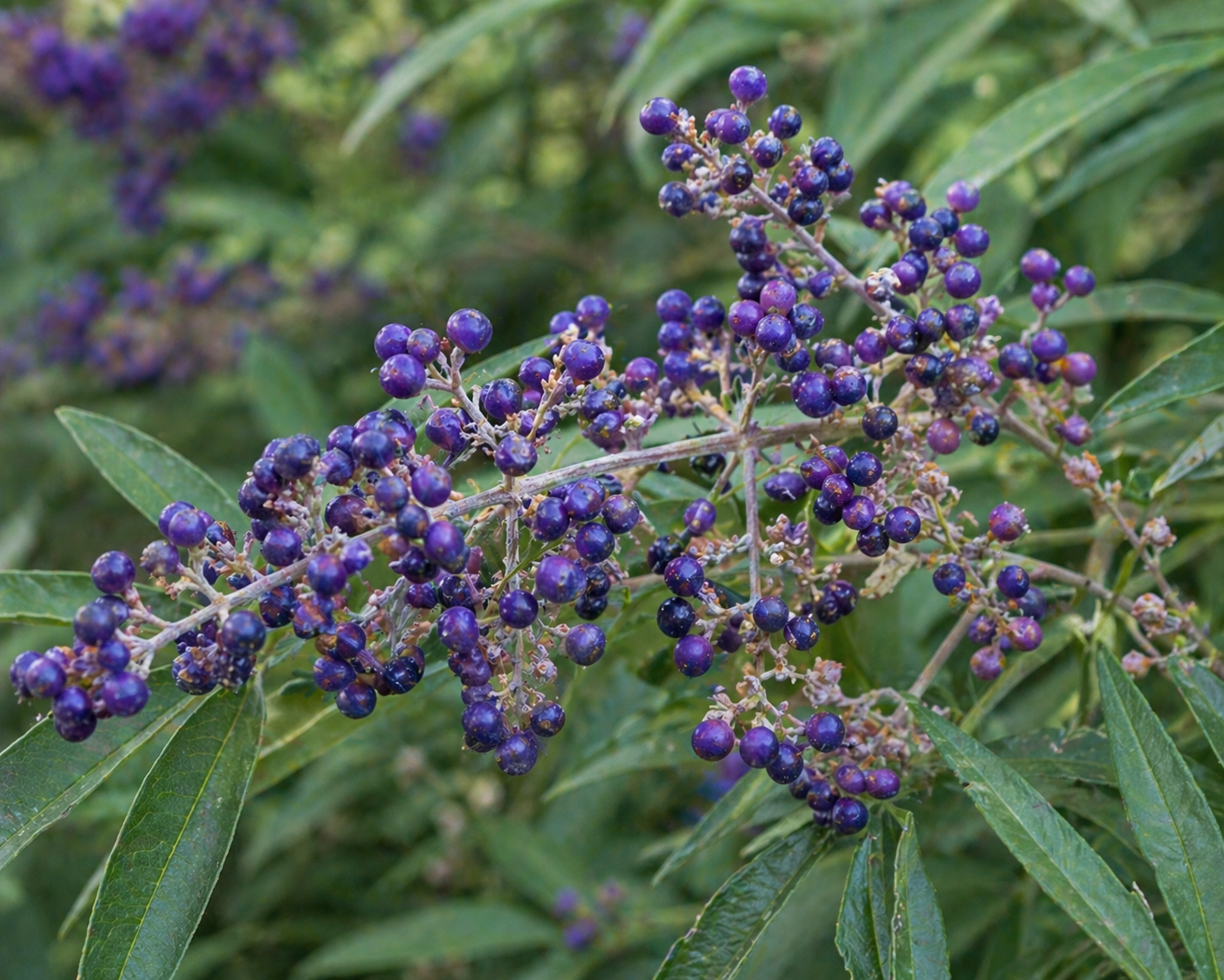 Vitex Berries Organic