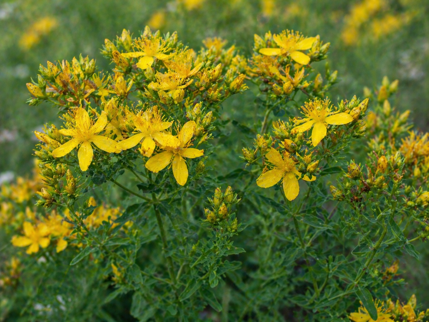 St. John's Wort Organic
