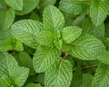 Spearmint Leaf Organic