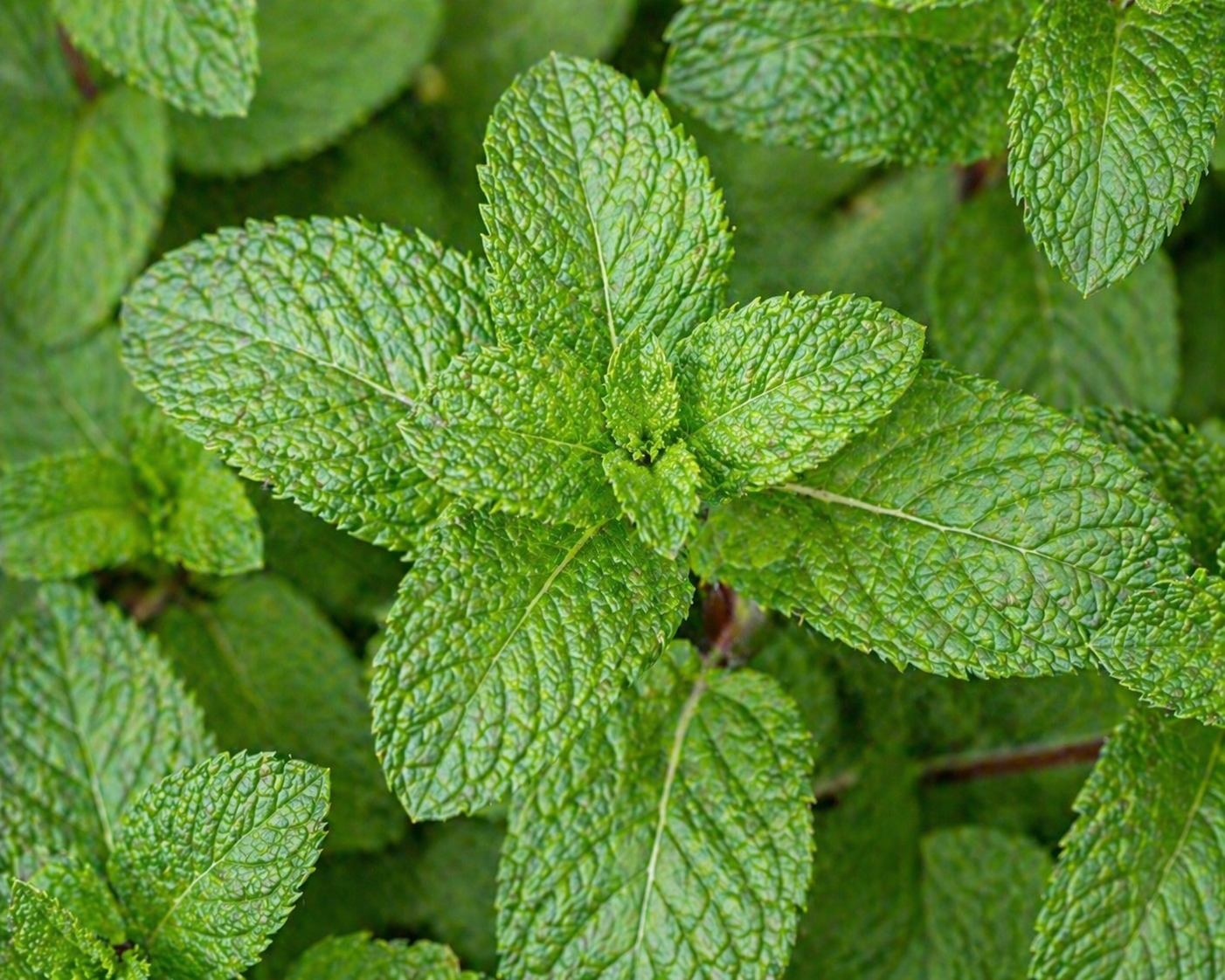 Spearmint Leaf Organic