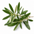 Olive Leaf Organic