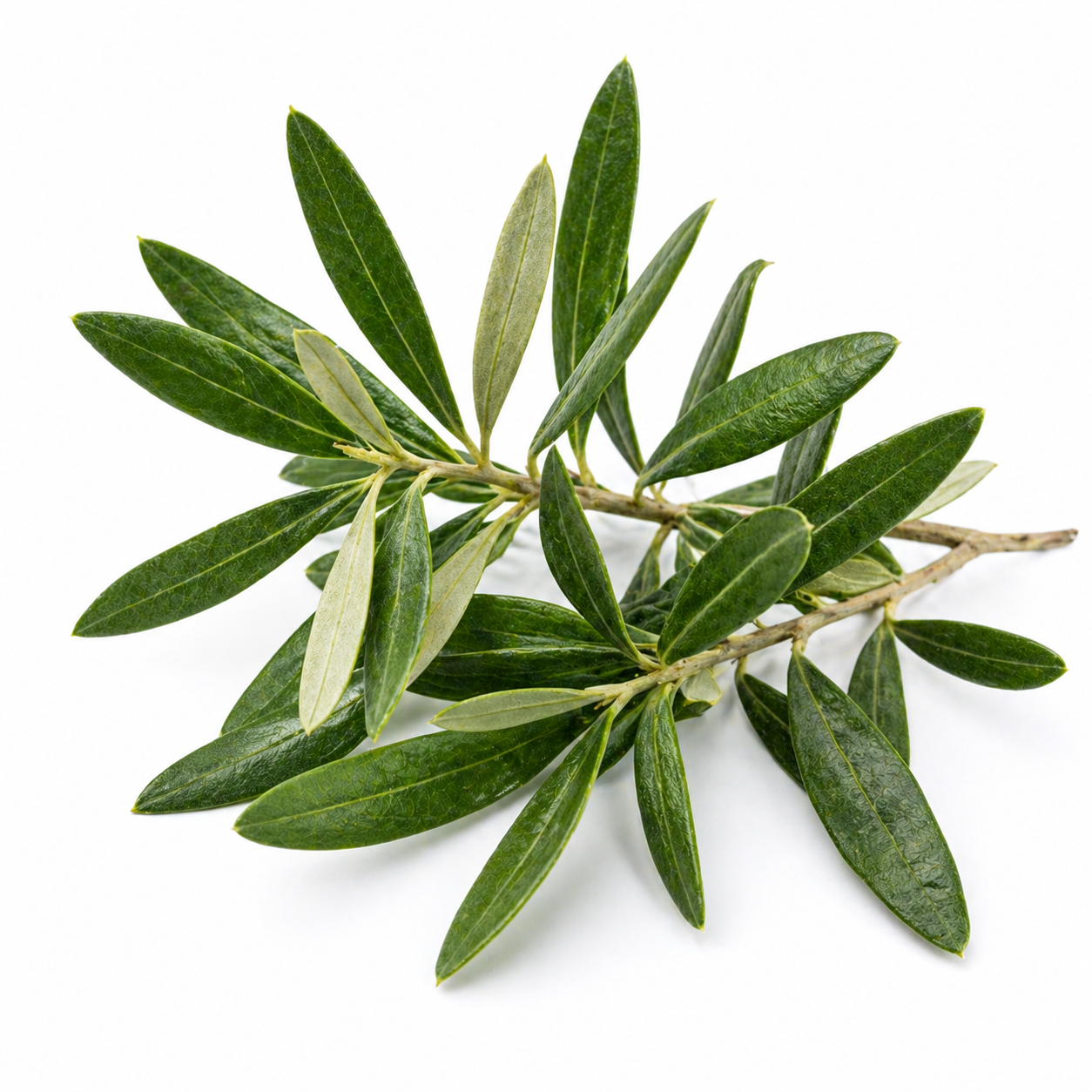 Olive Leaf Organic