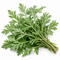 Mugwort Organic