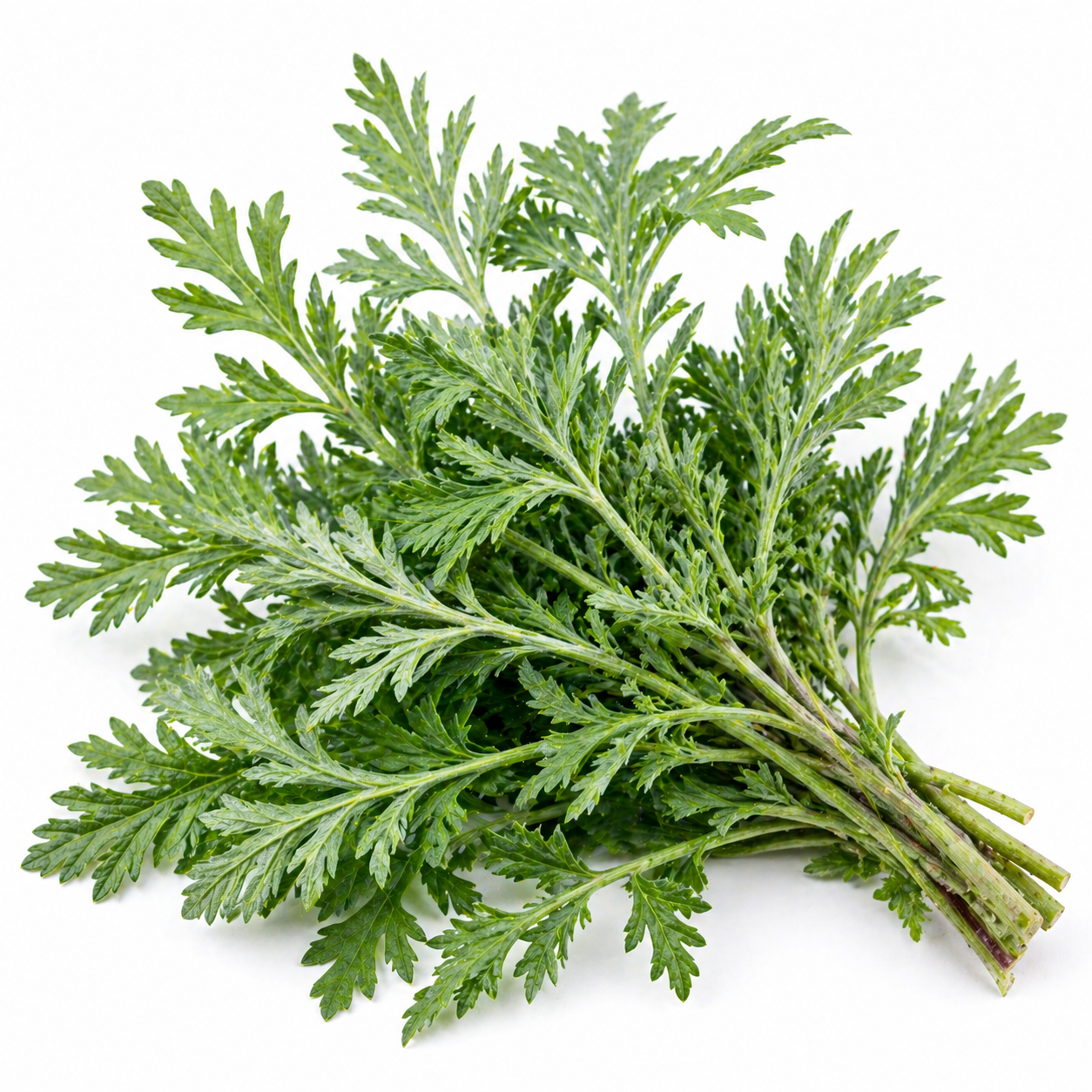 Mugwort Organic