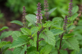 Holy Basil, Krishna Organic