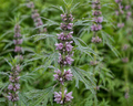 Motherwort Organic