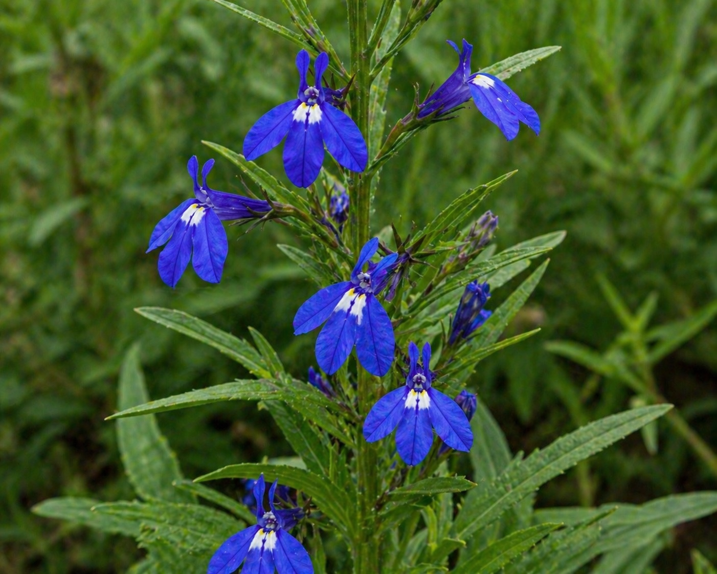 Lobelia Organic