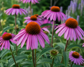Echinacea purpurea Herb Organic