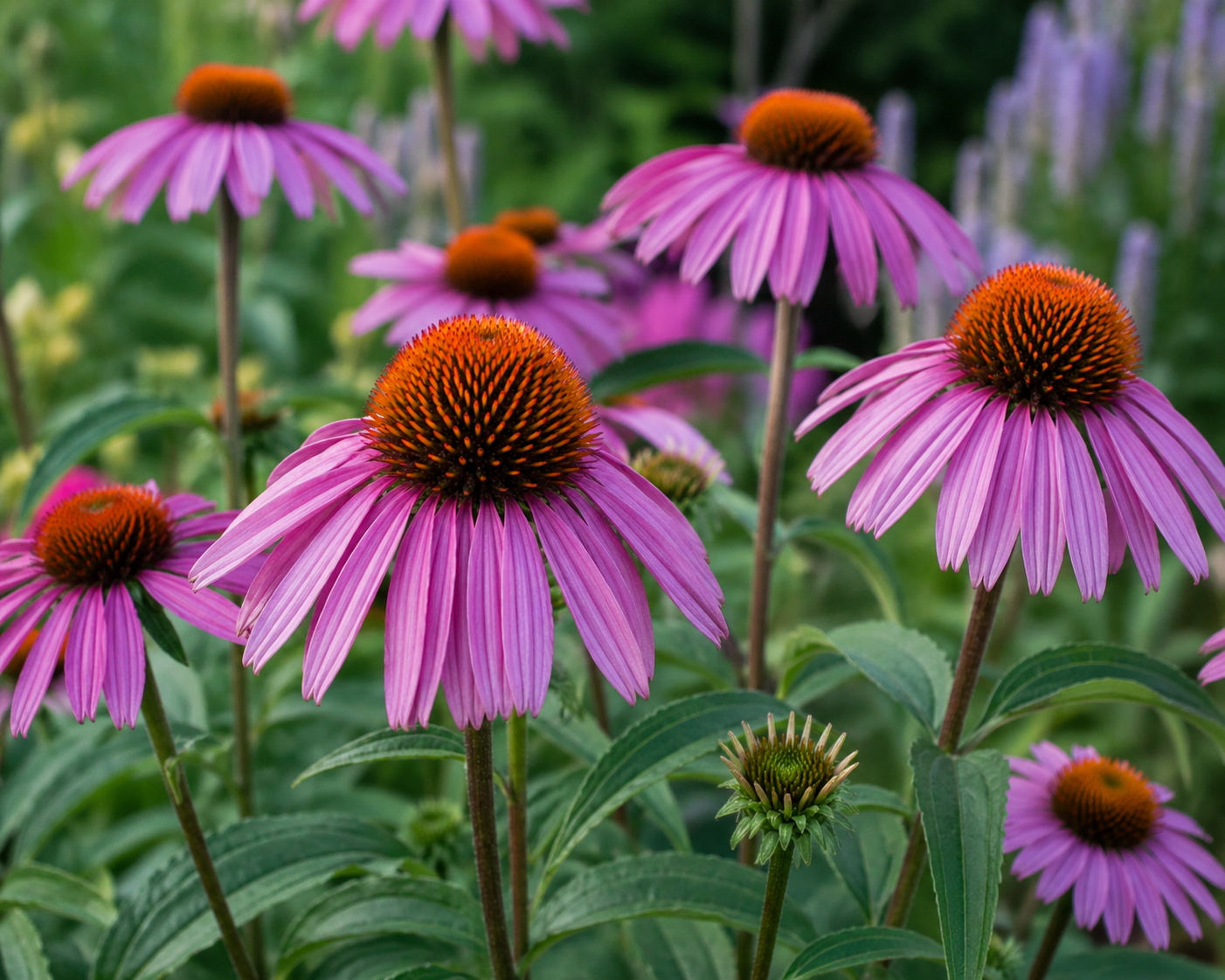 Echinacea purpurea Herb Organic