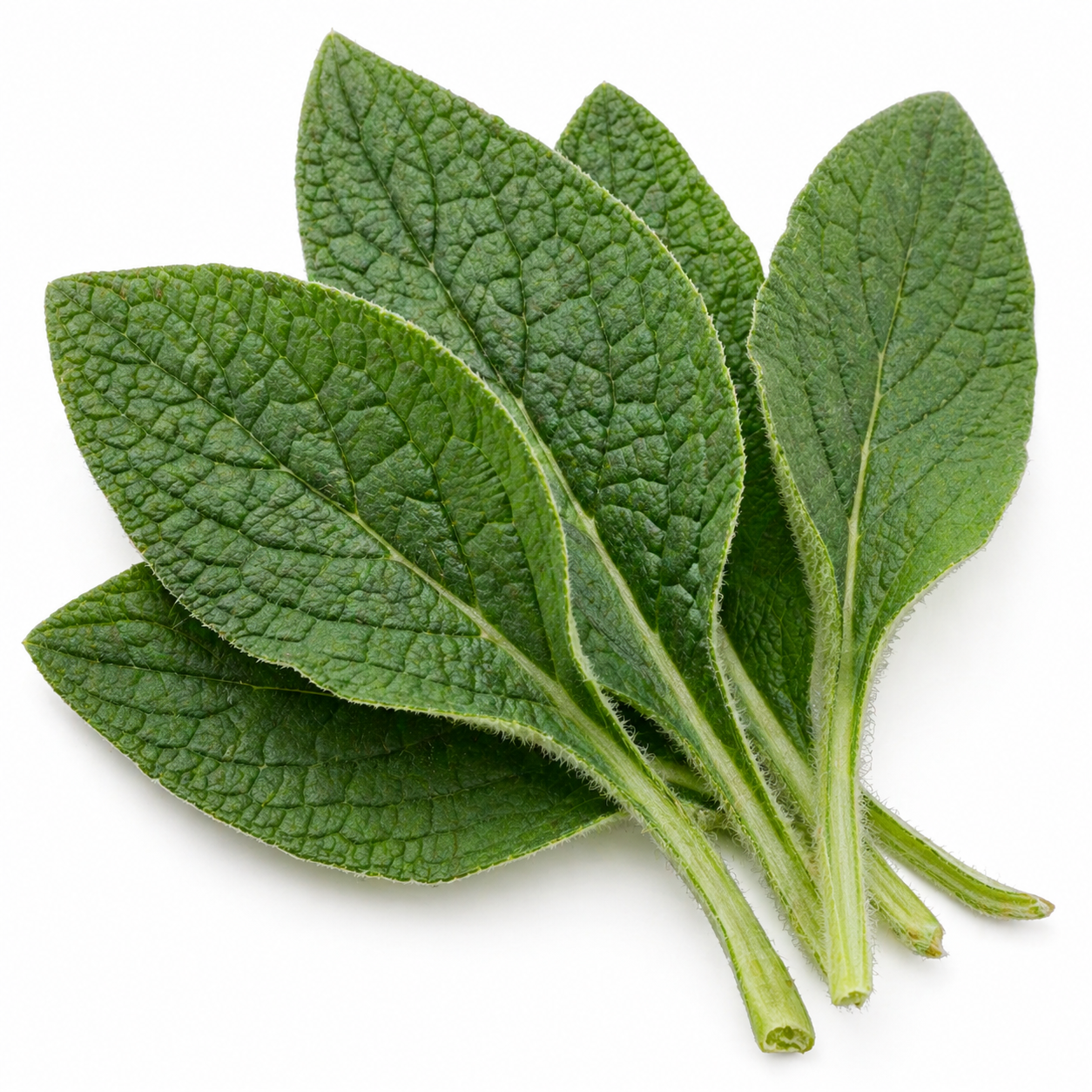 Comfrey Leaf Organic