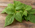 Raspberry Leaf