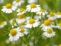 Chamomile Organic