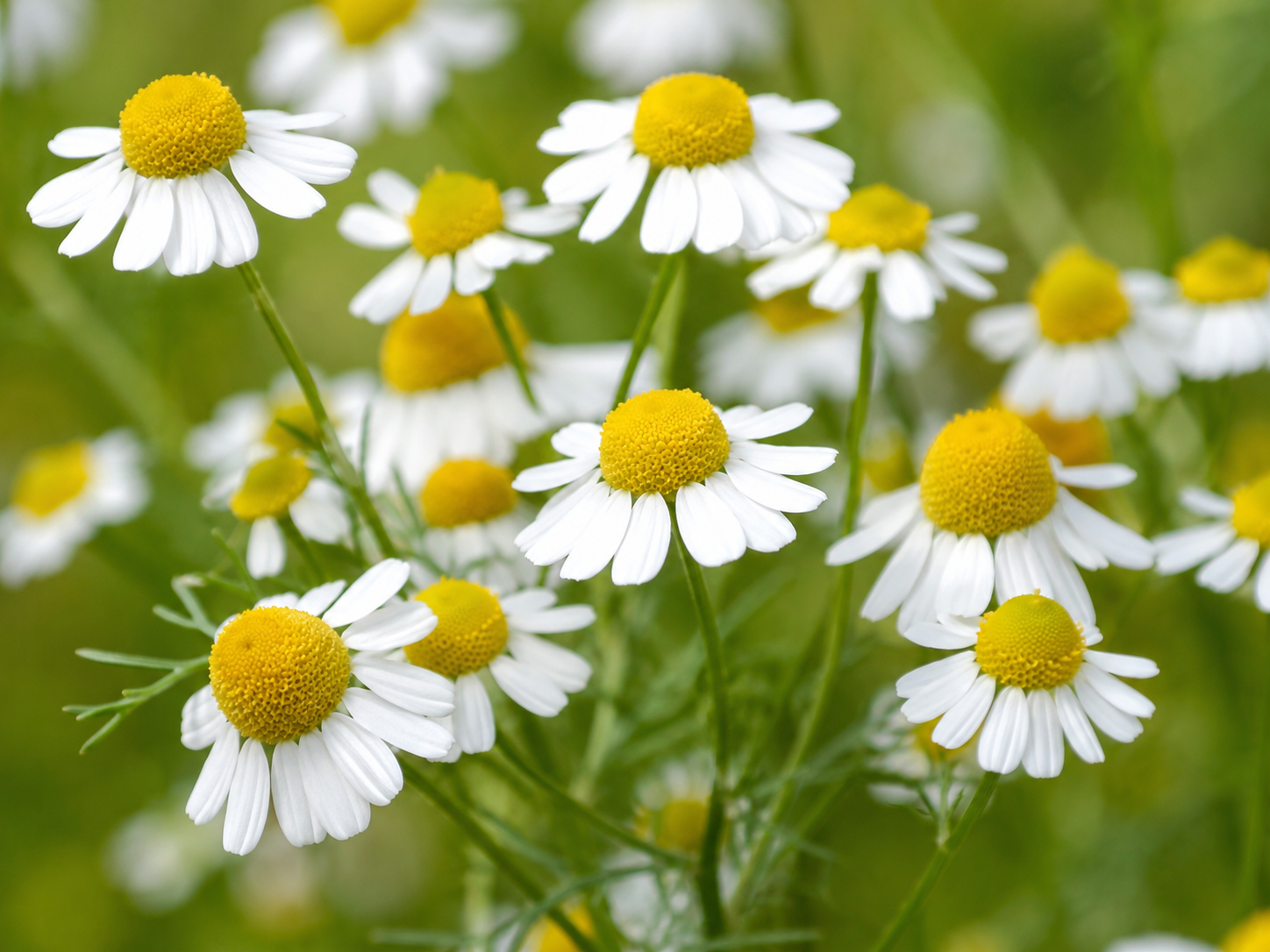 Chamomile Organic