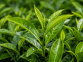Green Tea Organic