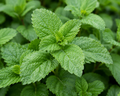 Lemon Balm Organic