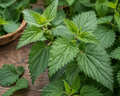 Nettle Leaf Organic