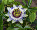 Passion Flower Organic