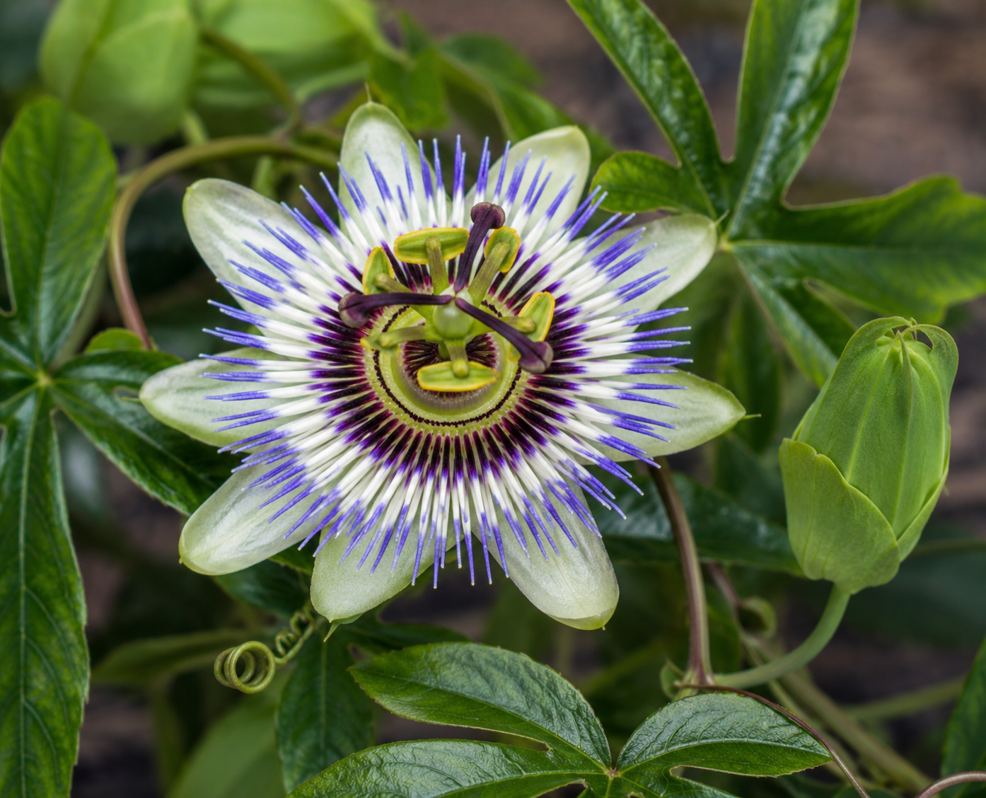 Passion Flower Organic