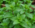 Peppermint Organic