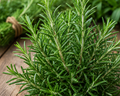 Rosemary Organic
