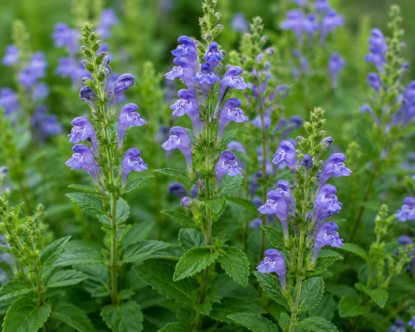 Skullcap Organic