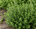 Thyme Organic
