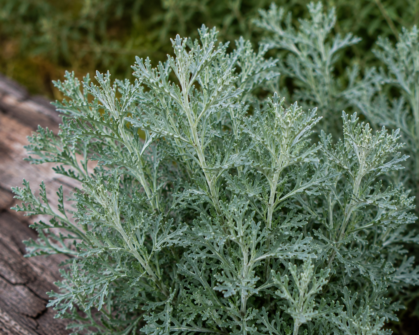 Wormwood Organic