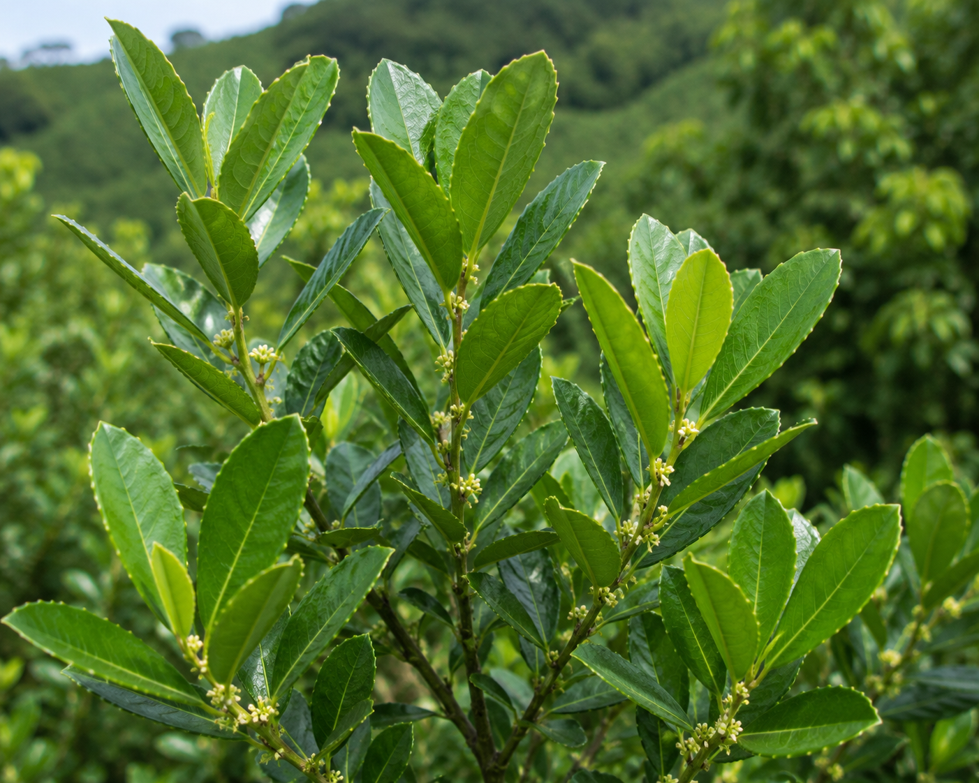 Yerba Mate Organic