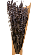 French Organic Lavender Bundle